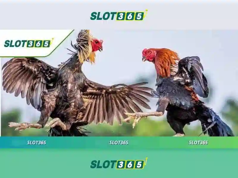 Slot365 là gì?