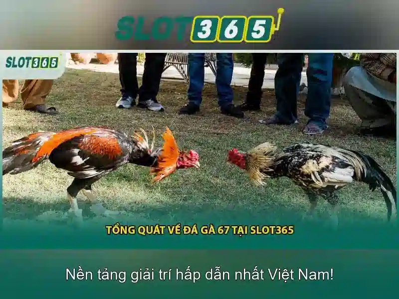 Slot365 – Trải nghiệm chơi slot trực tuyến hàng đầu