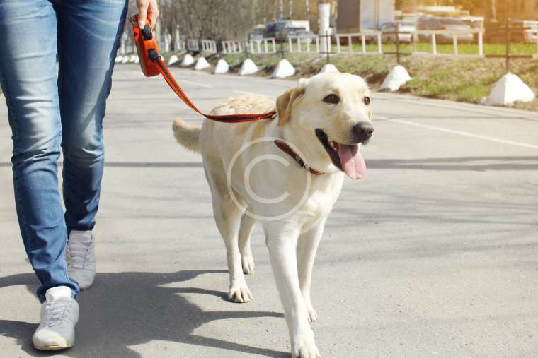 When Canines Compete: Dog Sports